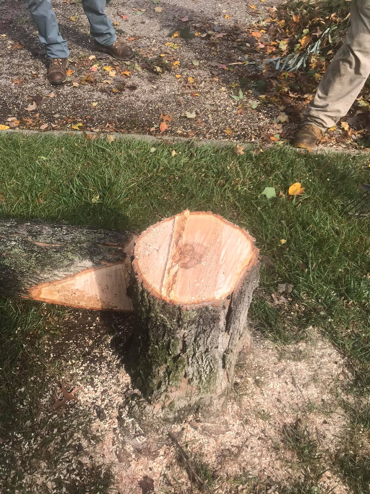 Cut Down Tree Stump— Middletown, OH — Ash Tree Service Pro