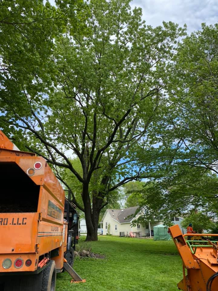 Trees And Orange Vehicle — Middletown, OH — Ash Tree Service Pro Trees And Orange Vehicle — Middletown, OH — Ash Tree Service Pro