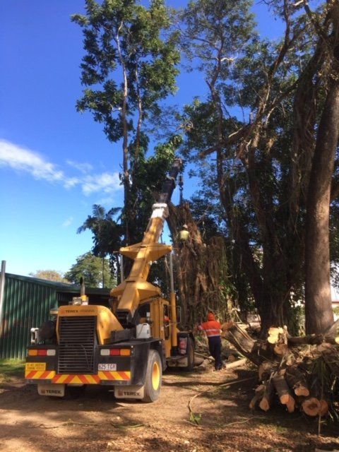 A Yellow Truck is Cutting Down a Tree in a Forest — Kelly's Crane Hire in Mossman, QLD