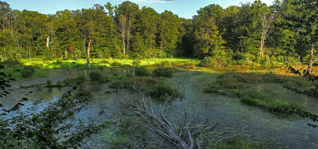 Sunlit wetland pond with muddy water, green algae, and a tree-lined forest edge