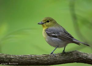 Small yellow and gray bird perched on a branch against a soft green background