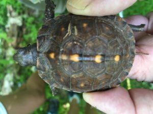 Small turtle with dark shell and yellow markings being held over green foliage.