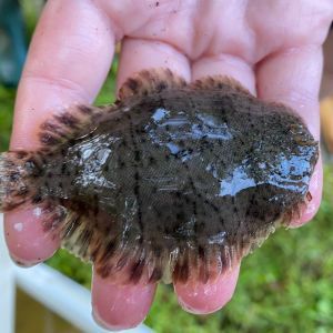 Wet, dark fish held in a person's hand over a grassy background