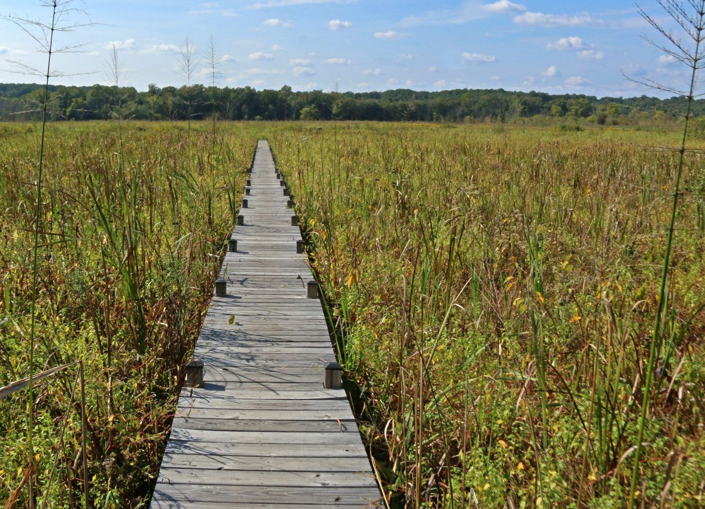 Wooden boardwalk stretching through marshland under a blue sky