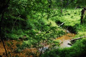 Lush green forest with a small brown stream winding through dense vegetation