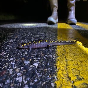 Spotted salamander on wet road at night, near a yellow center line and boots in the background