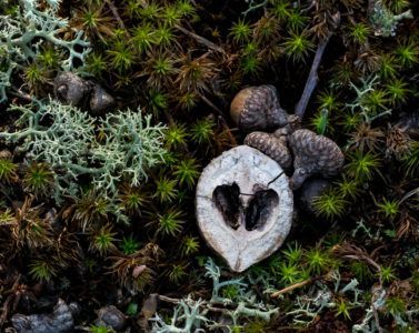 White mushroom cap with dark seed pods nestled among green moss and twigs