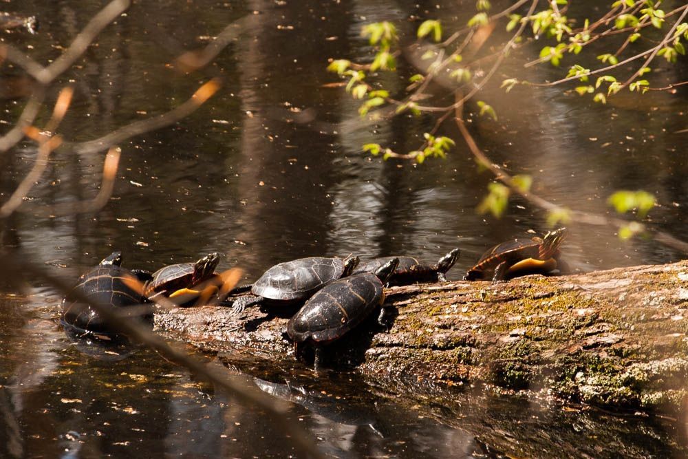 Three ducks resting on a log in a sunlit pond with soft reflections and overhanging leaves