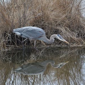 Great blue heron drinking at marsh edge, its reflection visible in the water.