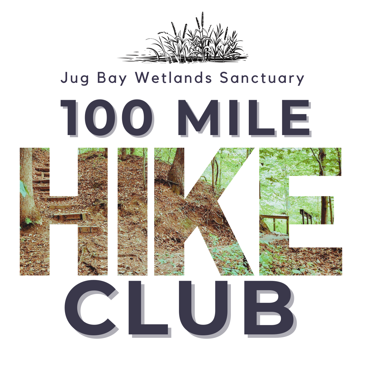 Jug Bay Wetlands Sanctuary 100 Mile Hike Club logo with leaf-filled bold text on white background