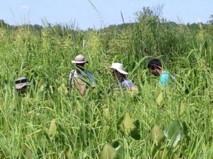 Four people in hats walking through tall green grass in a field