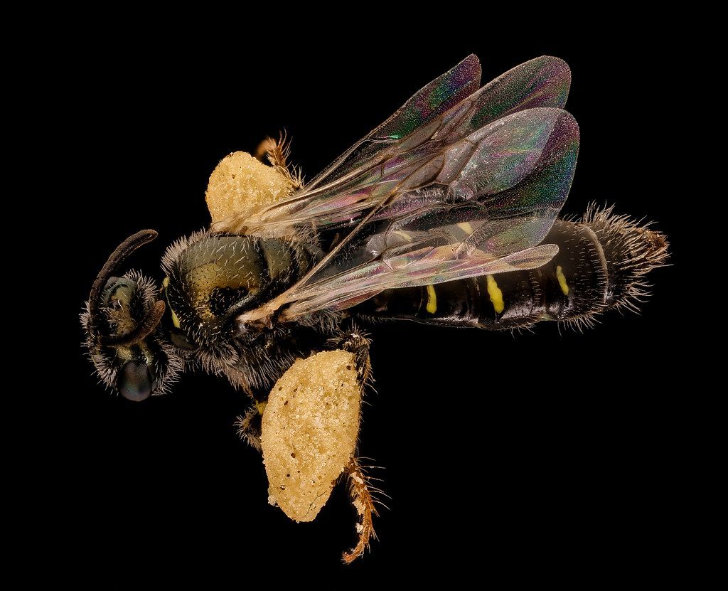 Close-up of a fuzzy black and yellow bee in side view on a black background
