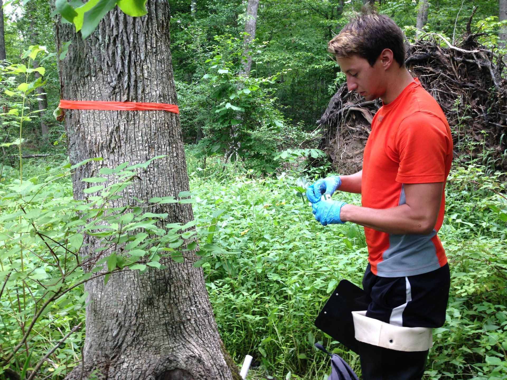 Person in orange shirt and blue gloves applying a band around a tree in a wooded area.
