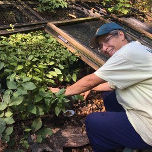 Person kneeling by a leafy garden bed, smiling while tending plants beside a wooden frame