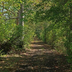 Wooded dirt path lined with green trees and dappled sunlight