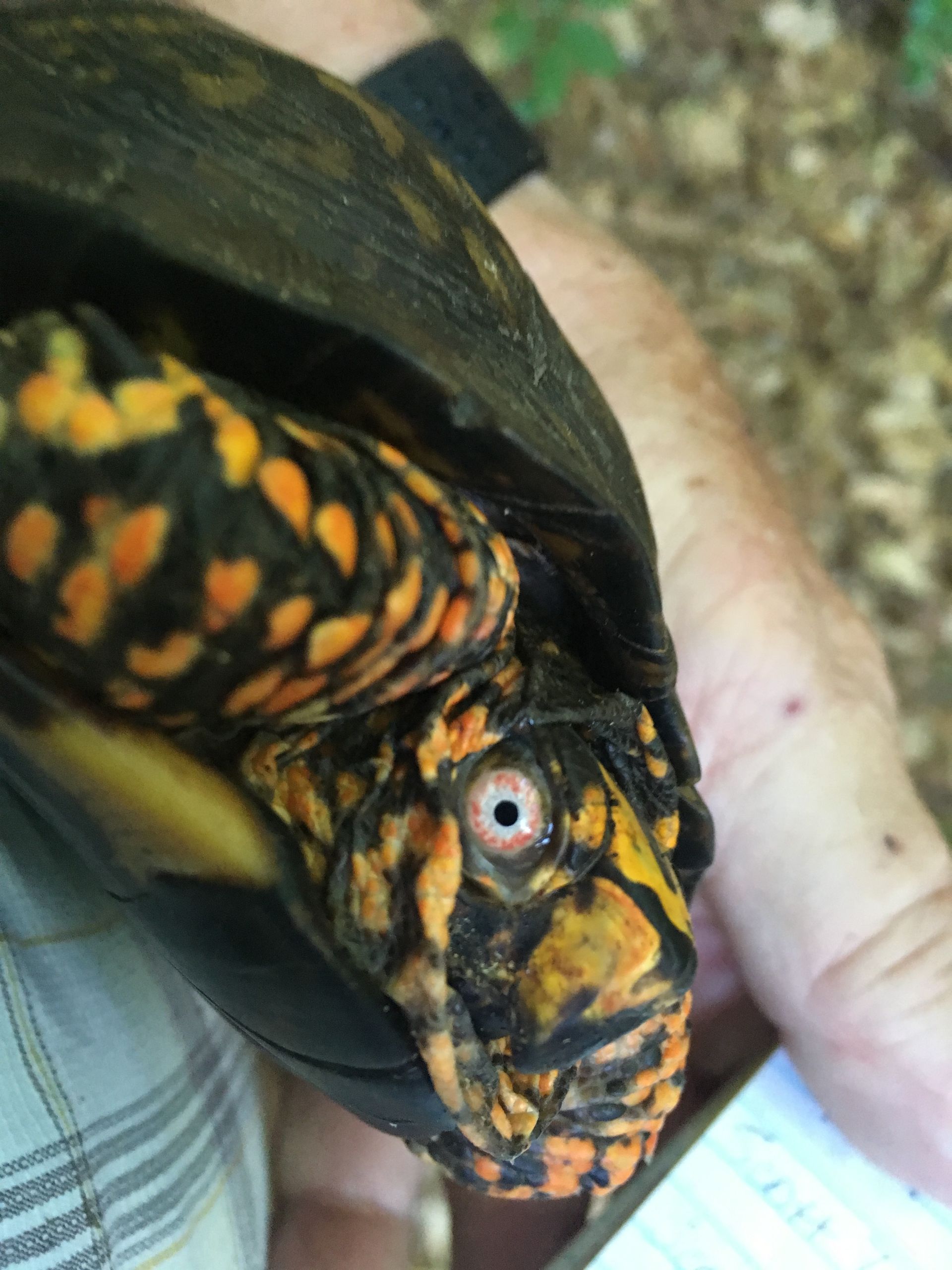 Black and orange snake with head near a person’s hand, showing a pale eye and patterned scales