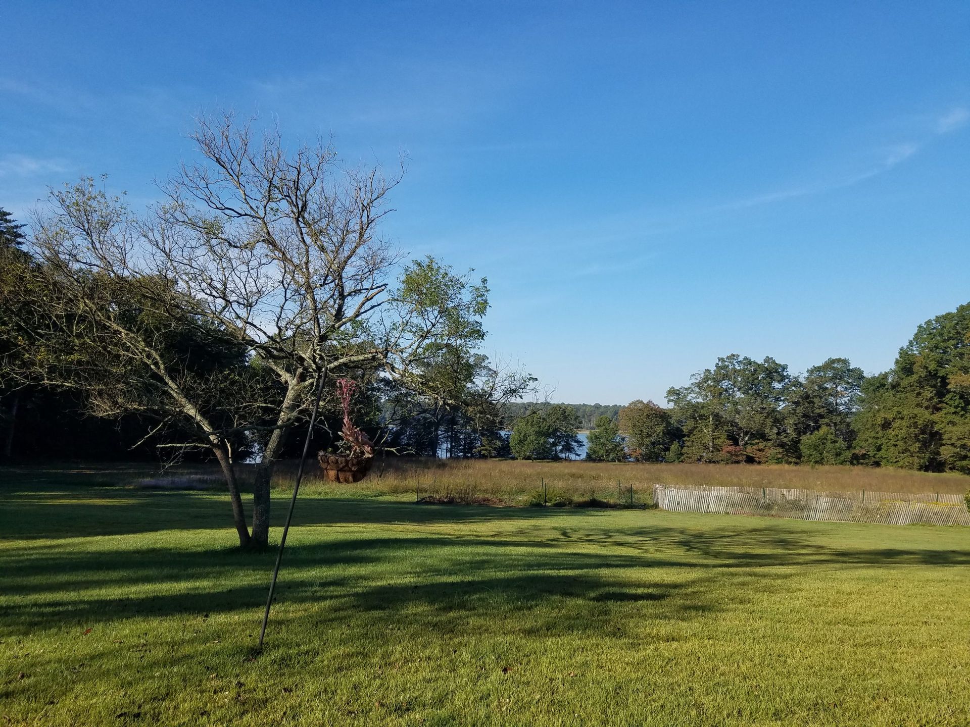 Grassy field with a lone tree, stone wall, and trees under a clear blue sky