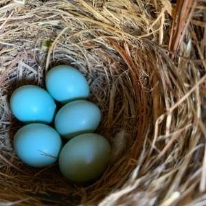 Four blue eggs in a straw nest