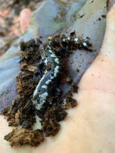 Small black-and-white salamander in damp soil, partly covered in dirt, on a person’s hand.