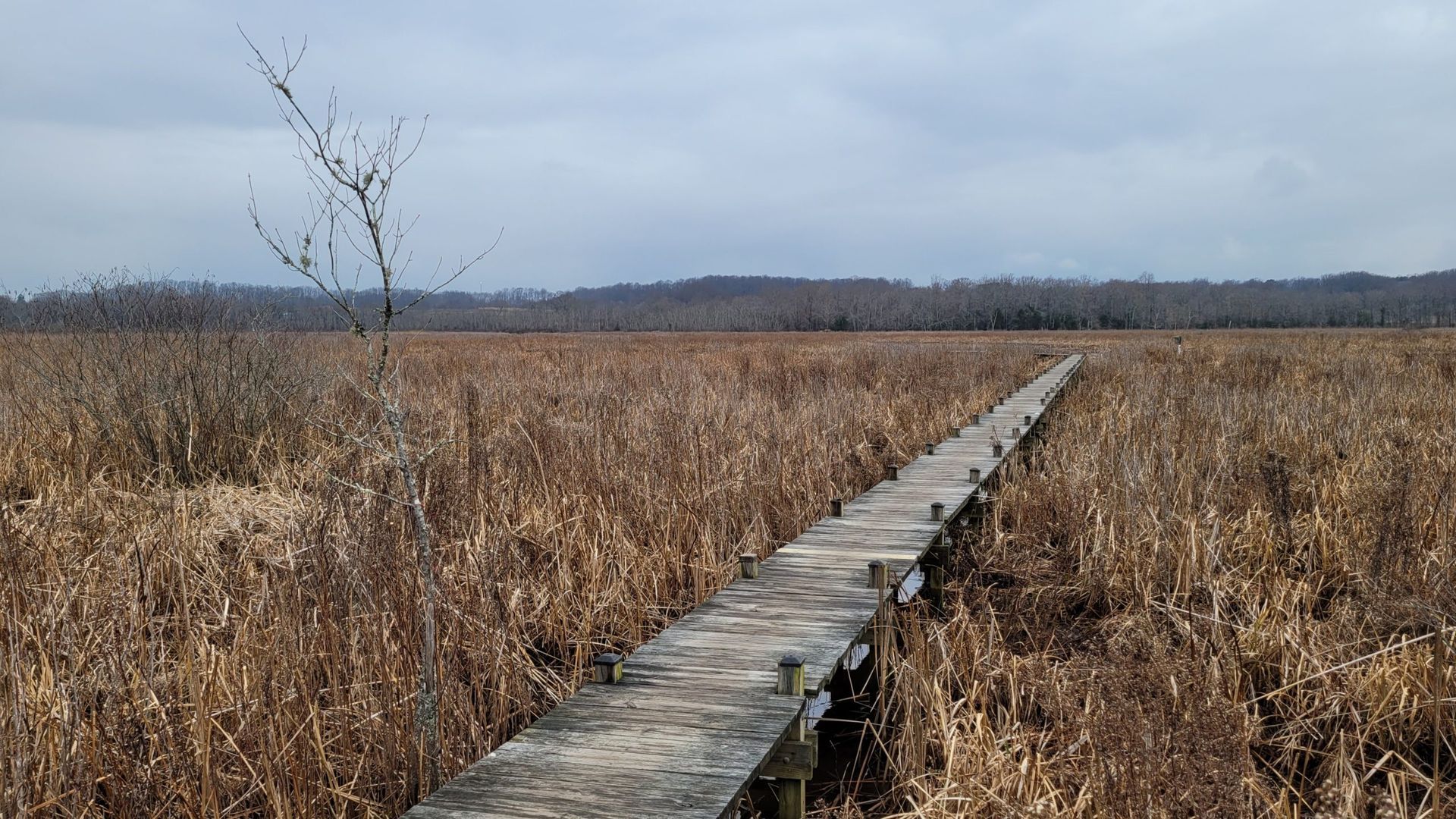 Narrow wooden boardwalk through dry marsh reeds under a cloudy sky