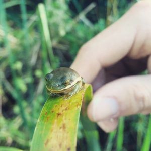 Small frog perched on a green leaf, with a hand in the blurred background.