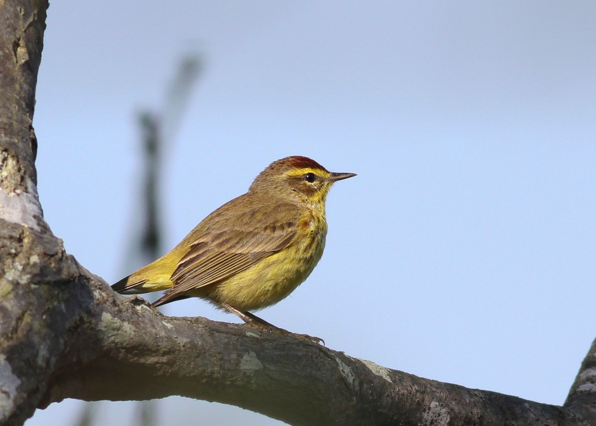 Small yellow-brown bird perched on a tree branch against a blue sky