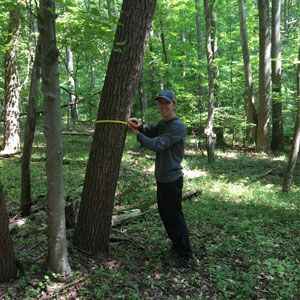 Person measuring the circumference of a tree in a wooded forest