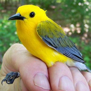 Bright yellow bird with blue-gray wings perched on a person's hand