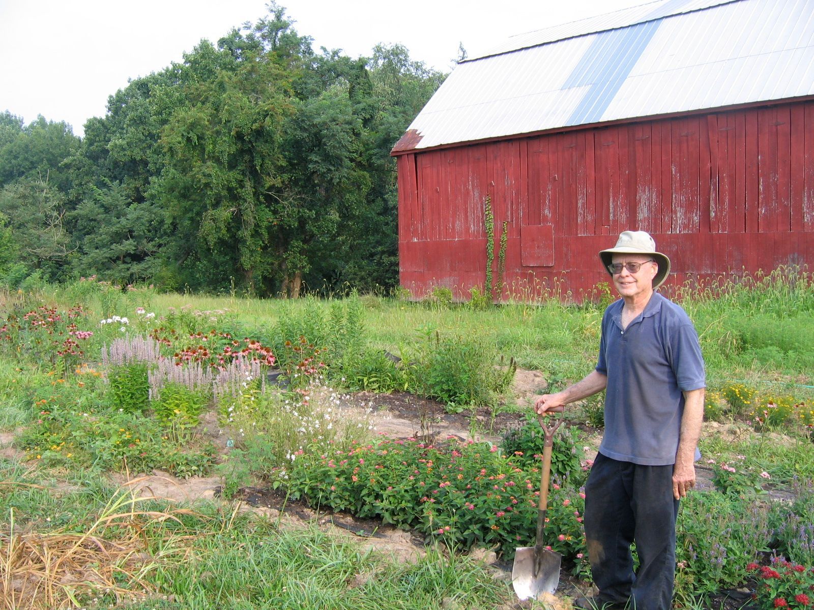 Person standing in a garden with a shovel beside a red barn and trees