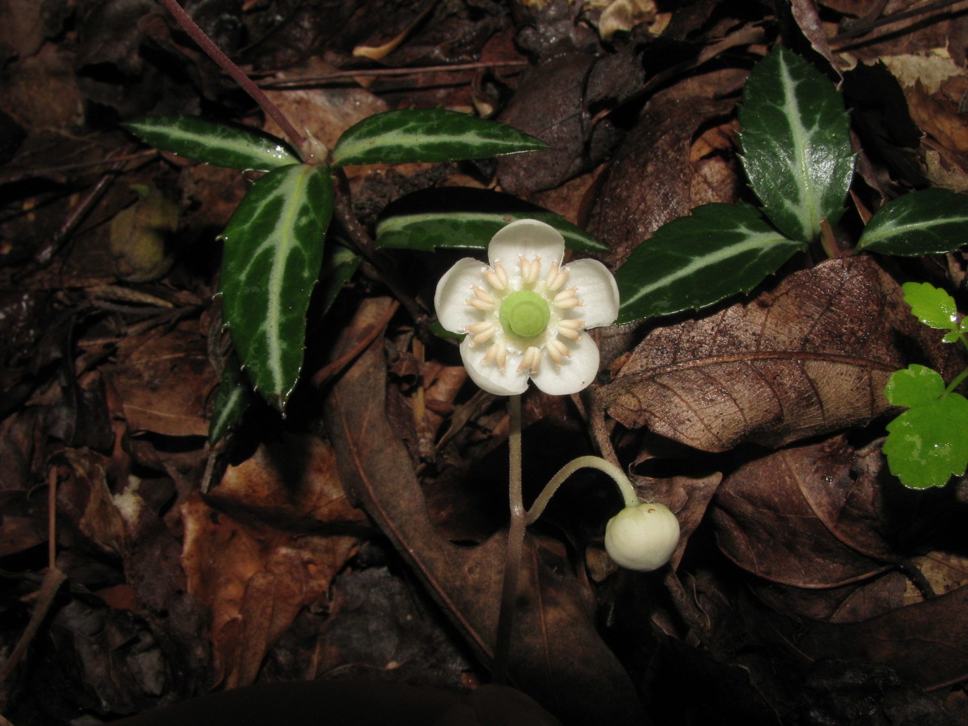 White flower with green center among glossy leaves and brown mulch