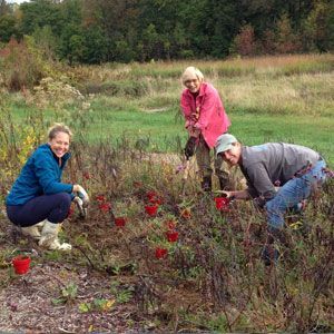 Three people picking berries in a grassy field, with red buckets and autumn trees in the background