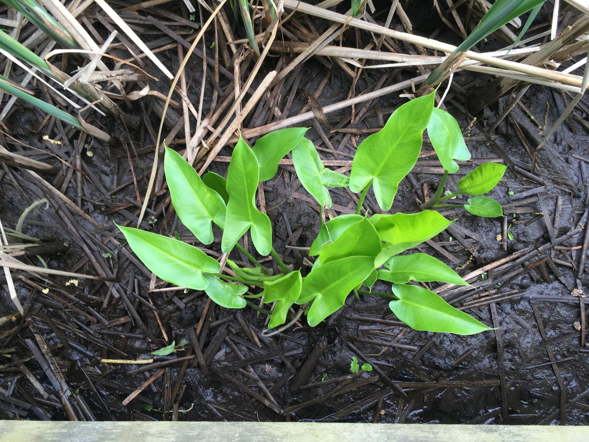 Bright green seedling sprouting from dark mulch and dried grass
