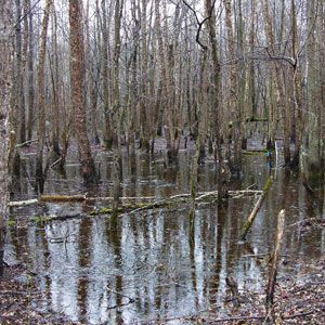 Flooded woodland with bare trees reflected in still water