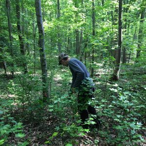Person in blue jacket and cap bending in a lush green forest.