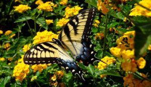 Butterfly with yellow-and-black wings on bright yellow flowers in a garden
