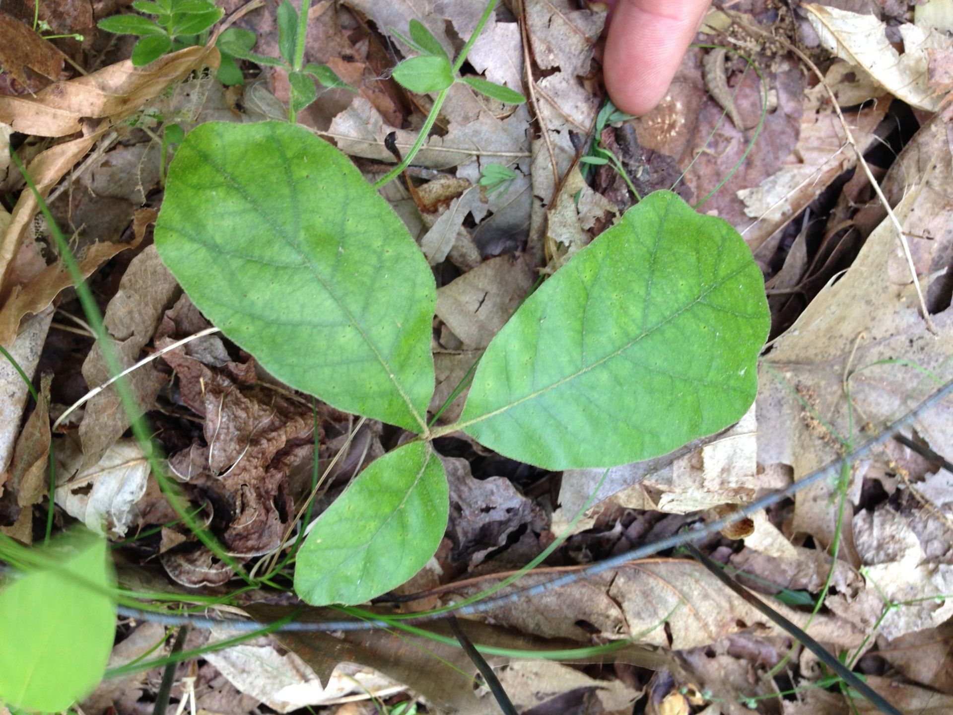 Small green seedling with three leaves growing among dry brown leaf litter, with a finger nearby