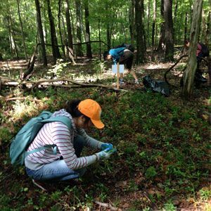 People crouching and picking plants in a wooded forest clearing, wearing gloves and backpacks