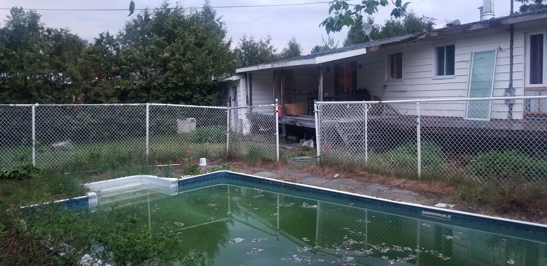 Arrière-cour envahie par la végétation avec piscine, clôture et maison négligée.