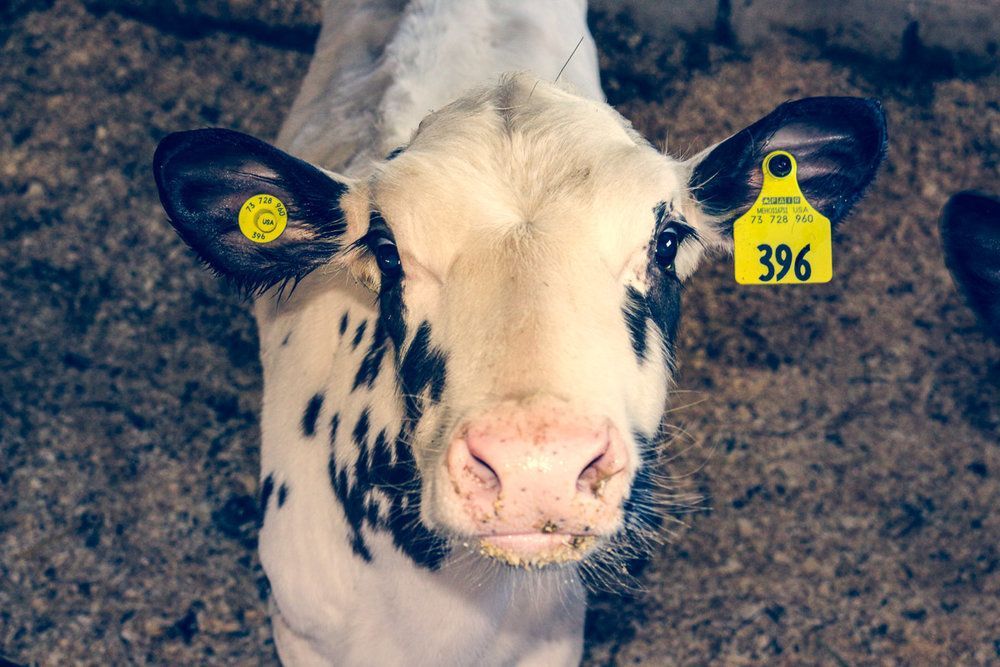 A black and white calf with a yellow identification ear tag looks directly into the camera from a barn setting.