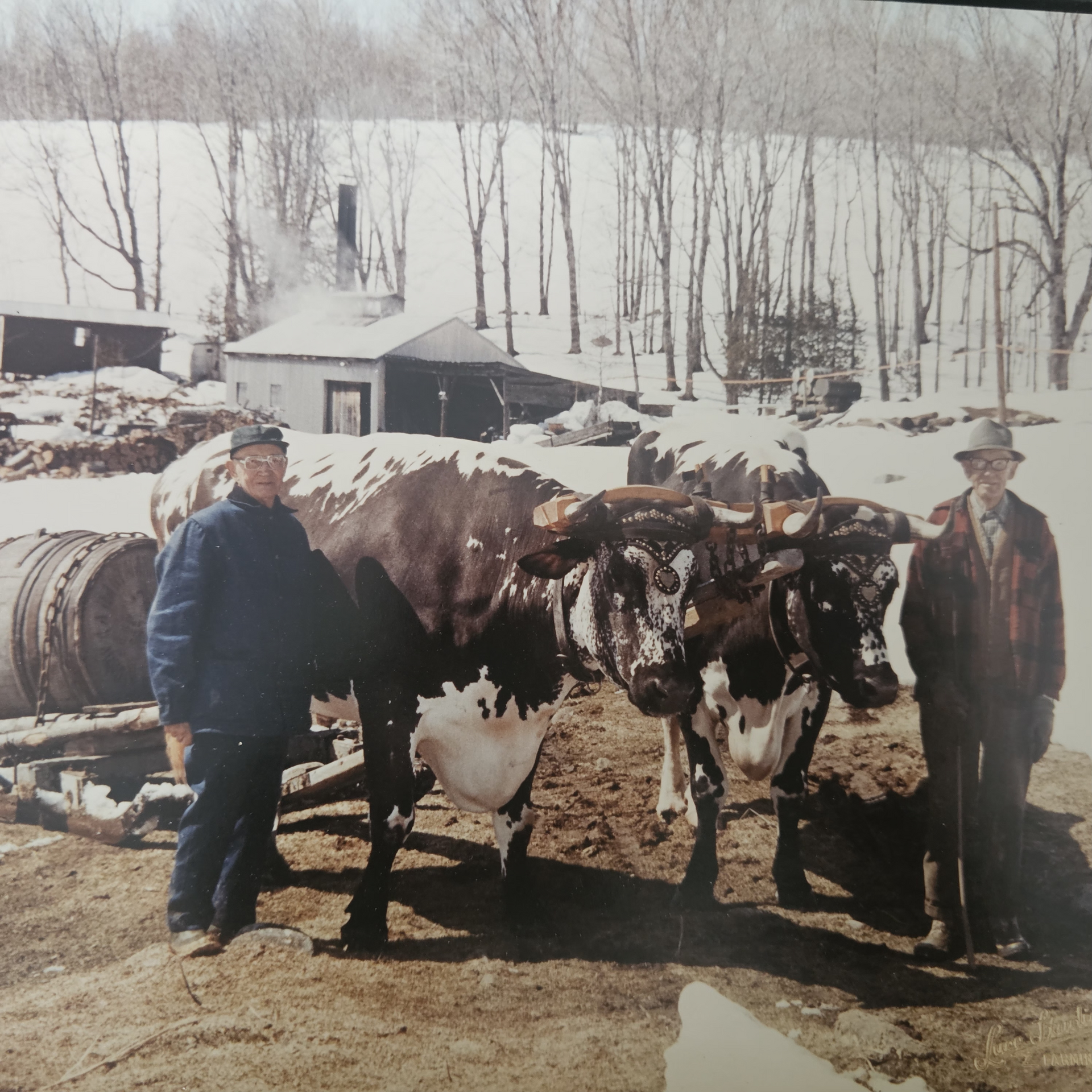 Two men stand with a team of oxen in a snowy field beside a building, with a barrel on a cart in the foreground.