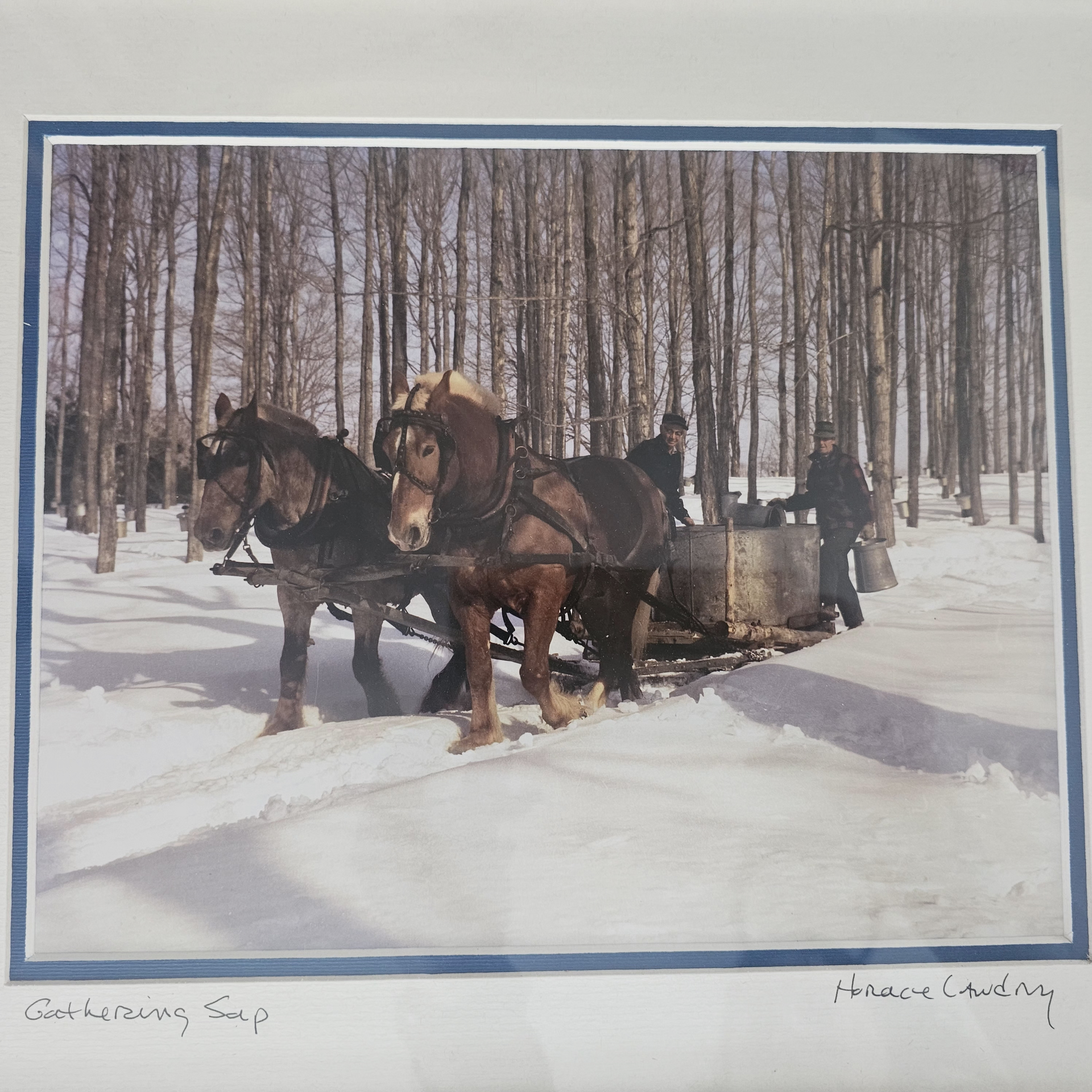 Two draft horses pull a sled carrying sap collection equipment through a snowy maple forest with two workers.