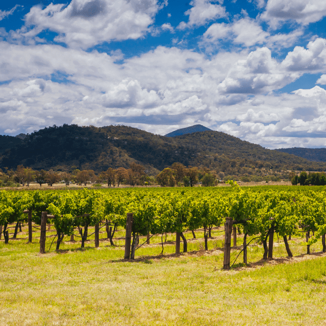 A Vineyard With Mountains In The Background On A Sunny Day — Howells & Co Legal & Conveyancing In Cessnock, NSW