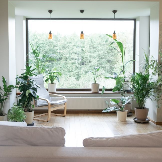 A Living Room With Lots Of Potted Plants And A Large Window — Howells & Co Legal & Conveyancing In Cessnock, NSW