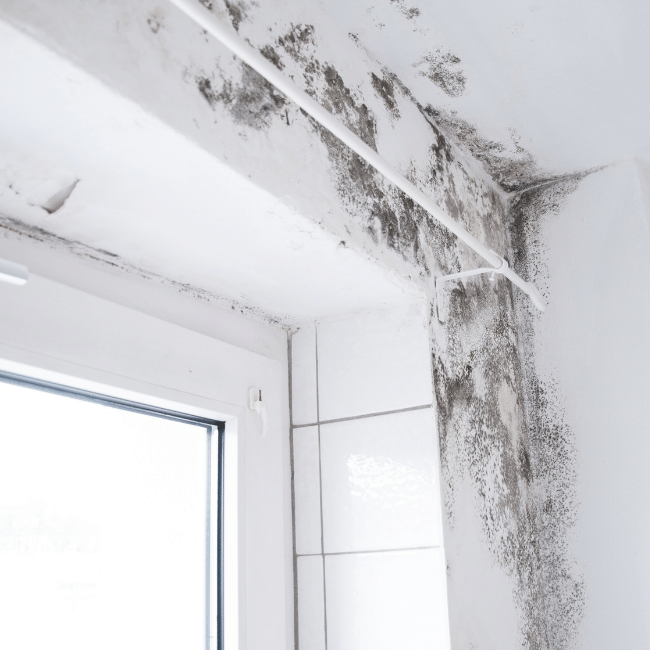 A White Wall With Black Mold Growing On It Next To A Window — Howells & Co Legal & Conveyancing In Cessnock, NSW