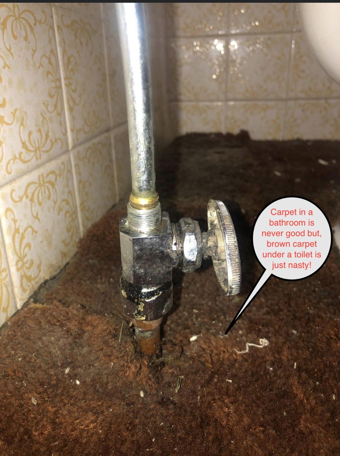 A rusty shut-off valve and pipe rise from stained, brown carpet in a bathroom setting.