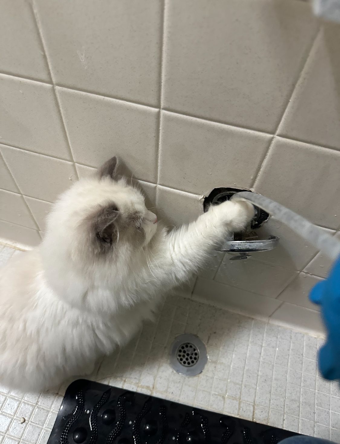 White cat reaching toward running water in a bathtub, with blue-gloved hand holding the shower head.