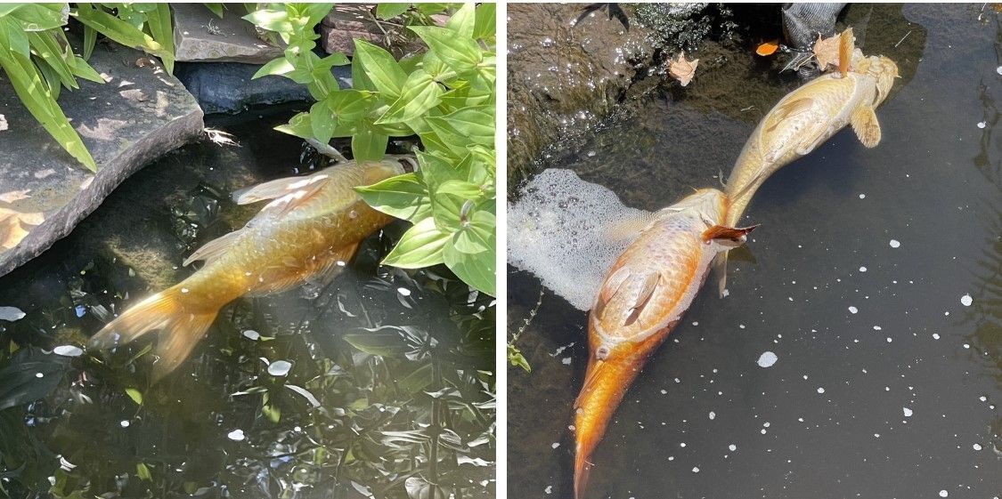 Two orange fish swimming in murky water beside rocks and green leaves