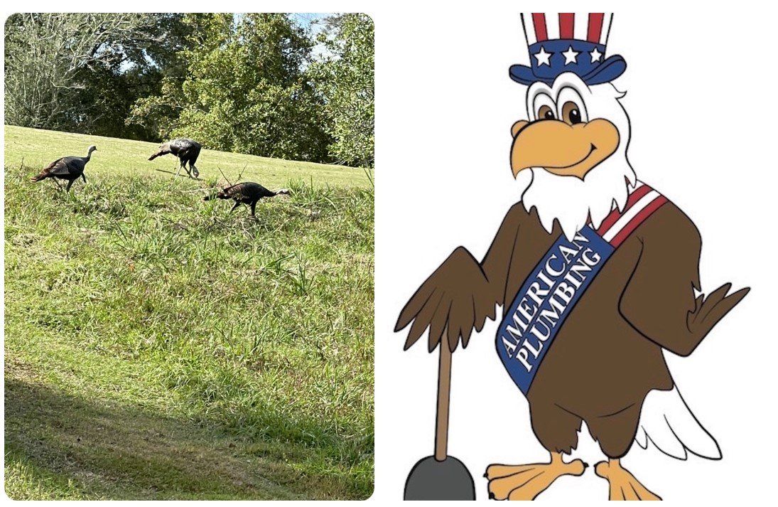 Three turkeys in a grassy field next to a cartoon eagle wearing an Uncle Sam hat holding a plunger.