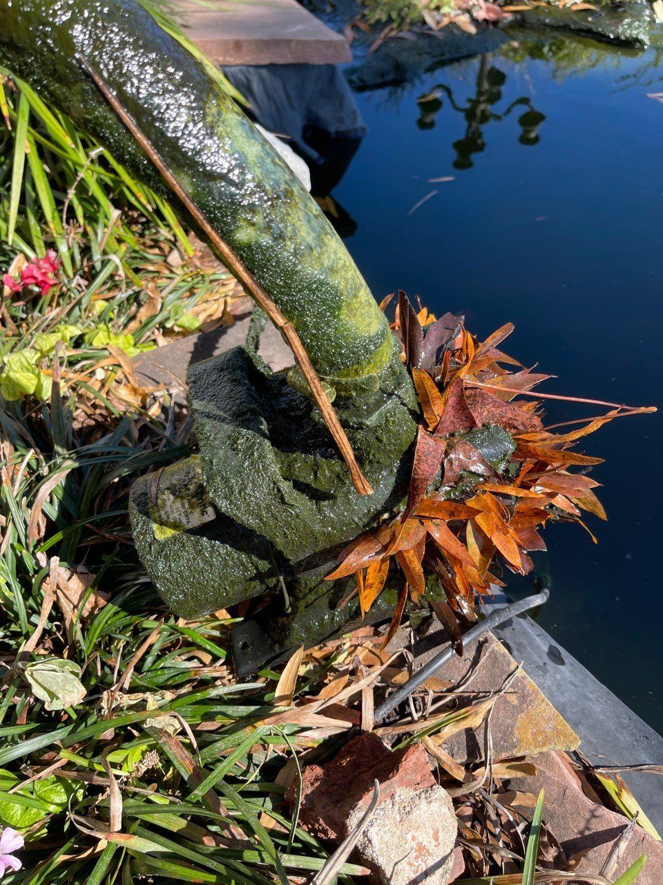 Garden pond edge with a mossy tree trunk and orange leaves beside blue water