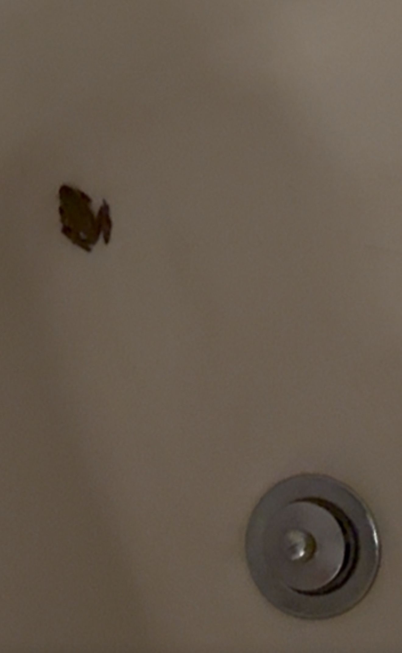 Small brown moth on a beige wall near a round metal fixture.